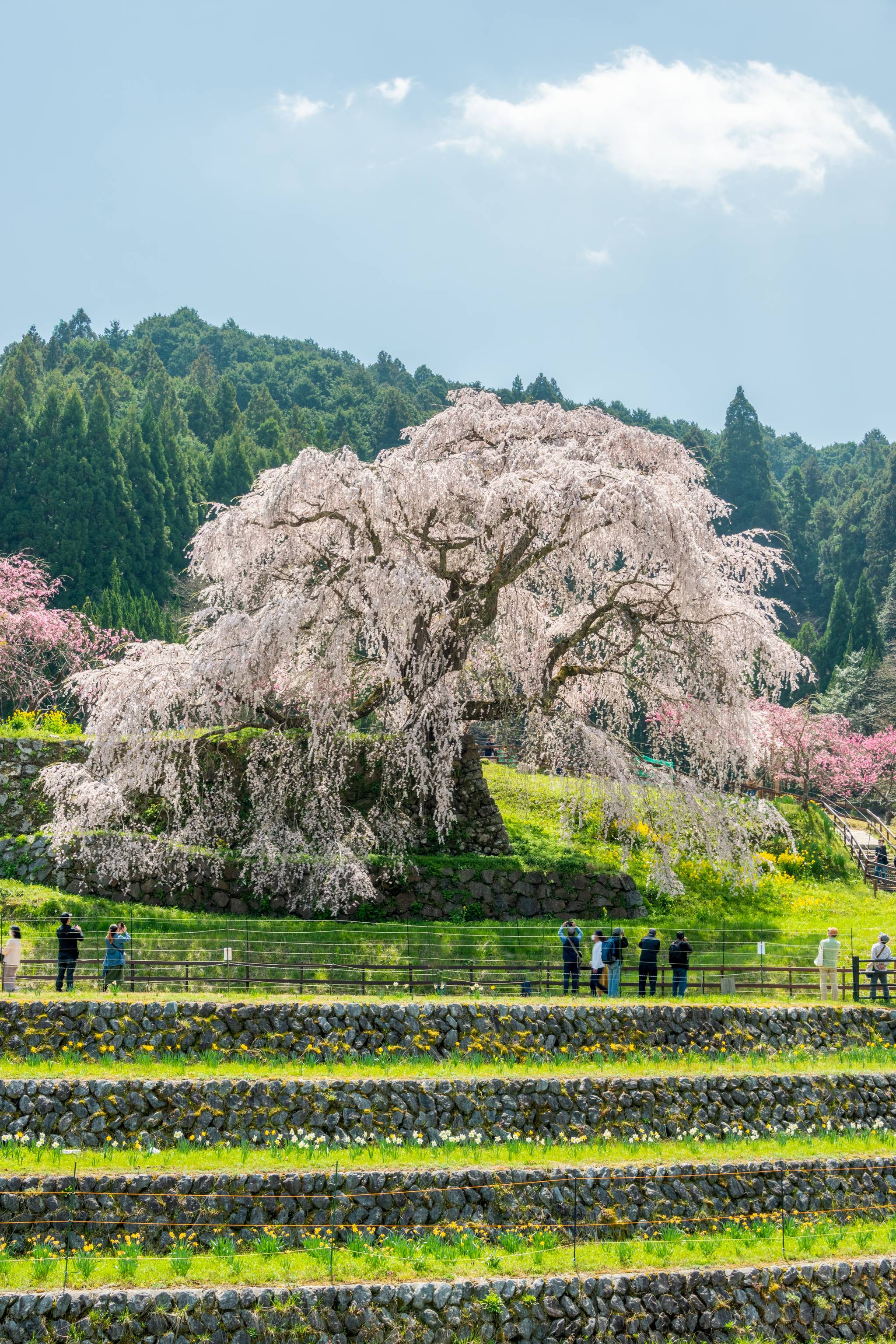 kyoto nara