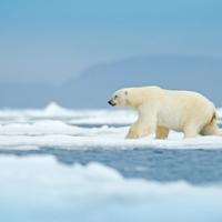 orso polare isole svalbard norvegia