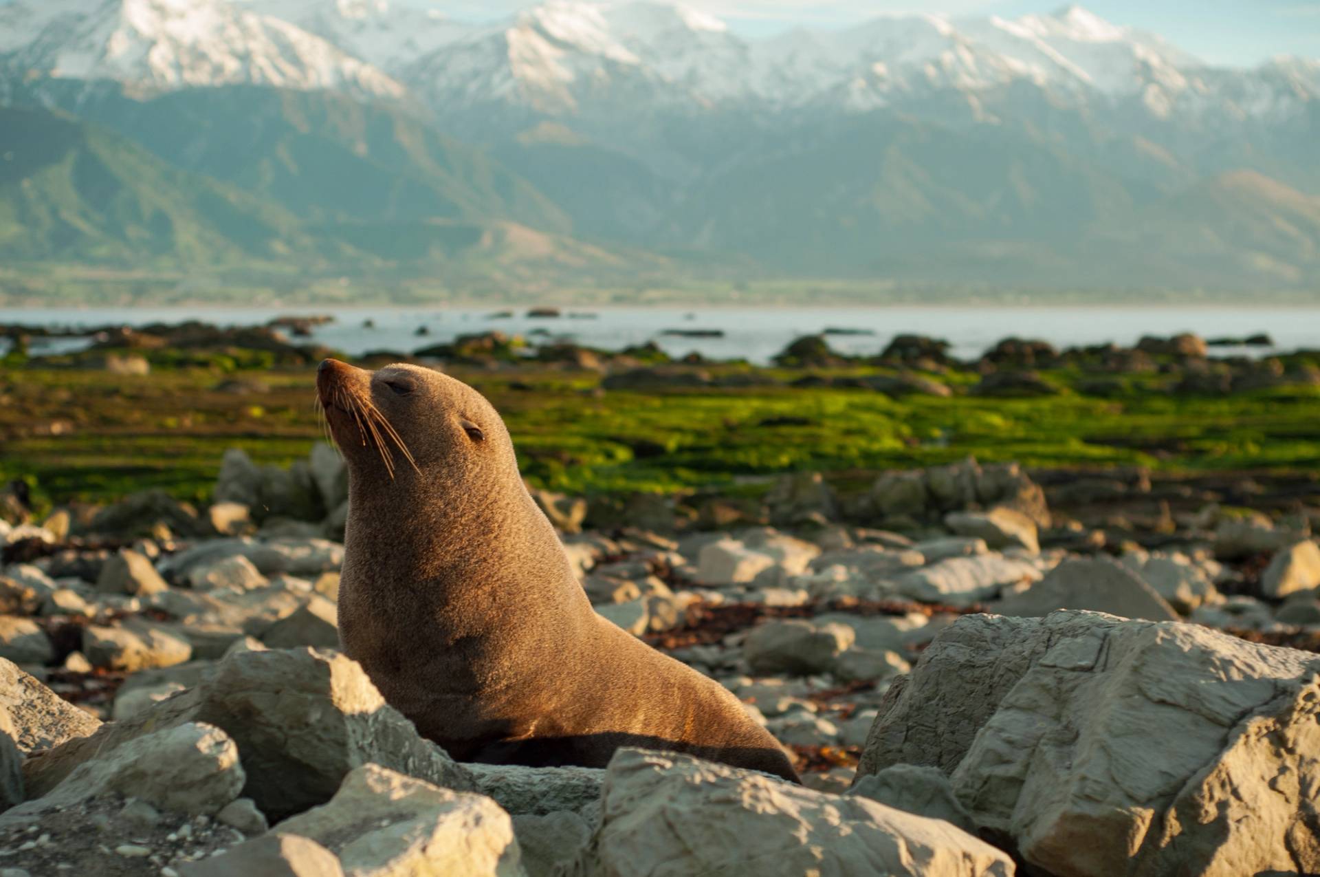 kaikoura