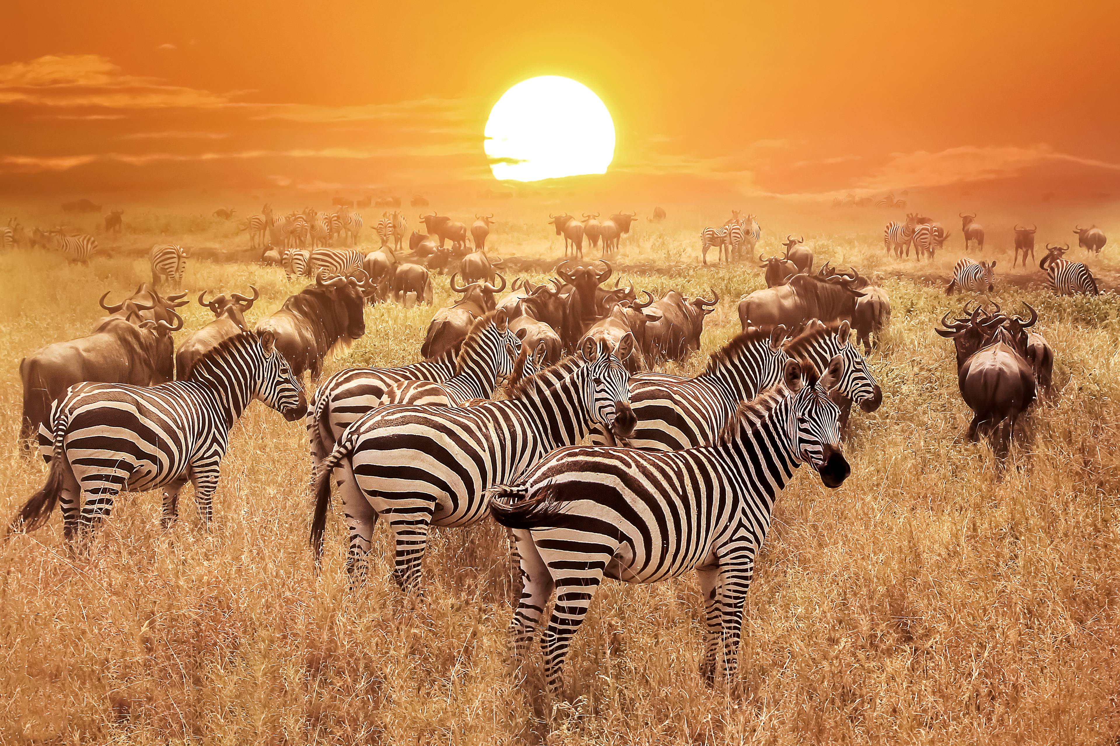 branco di zebre al tramonto