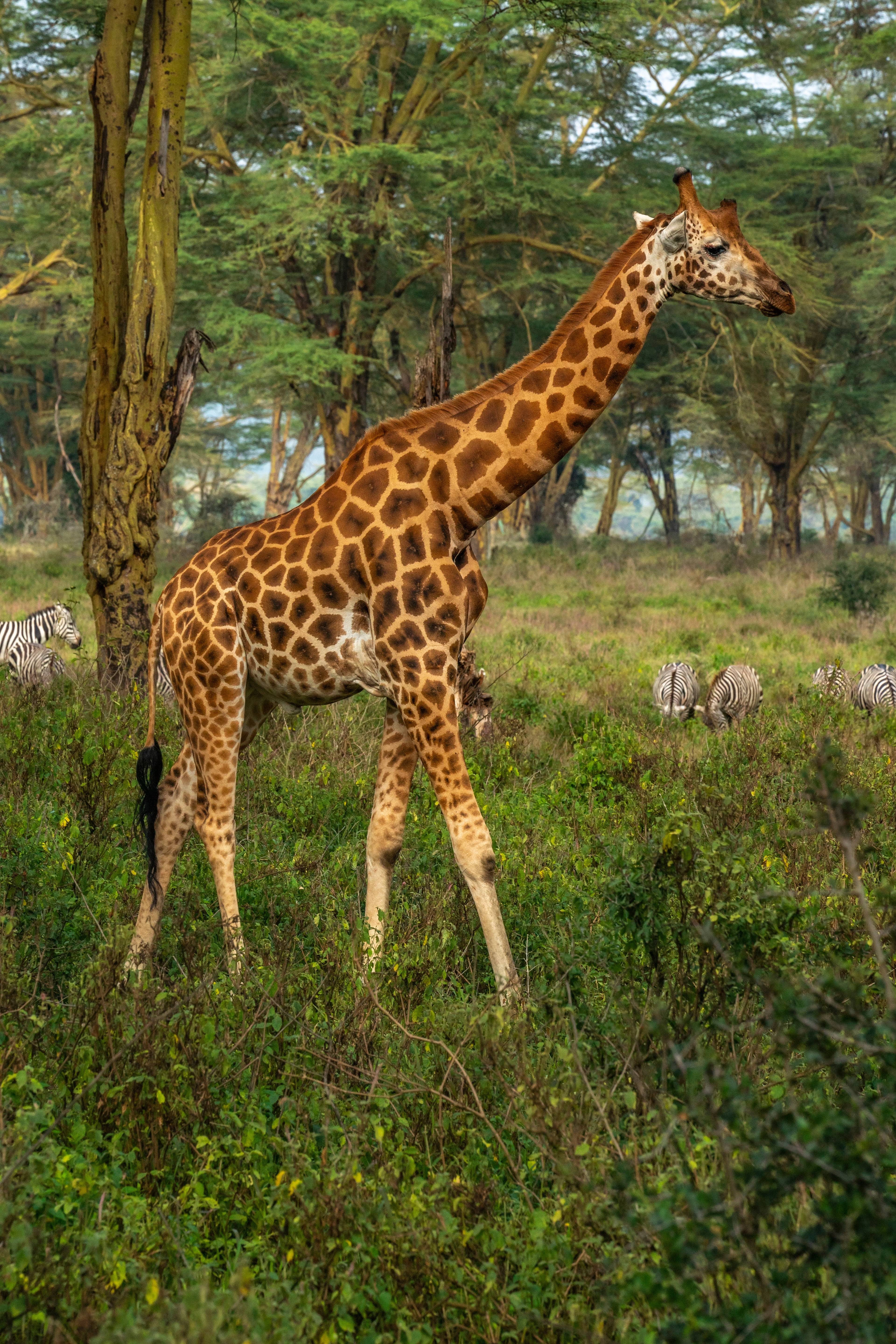 giraffa nel masai mara