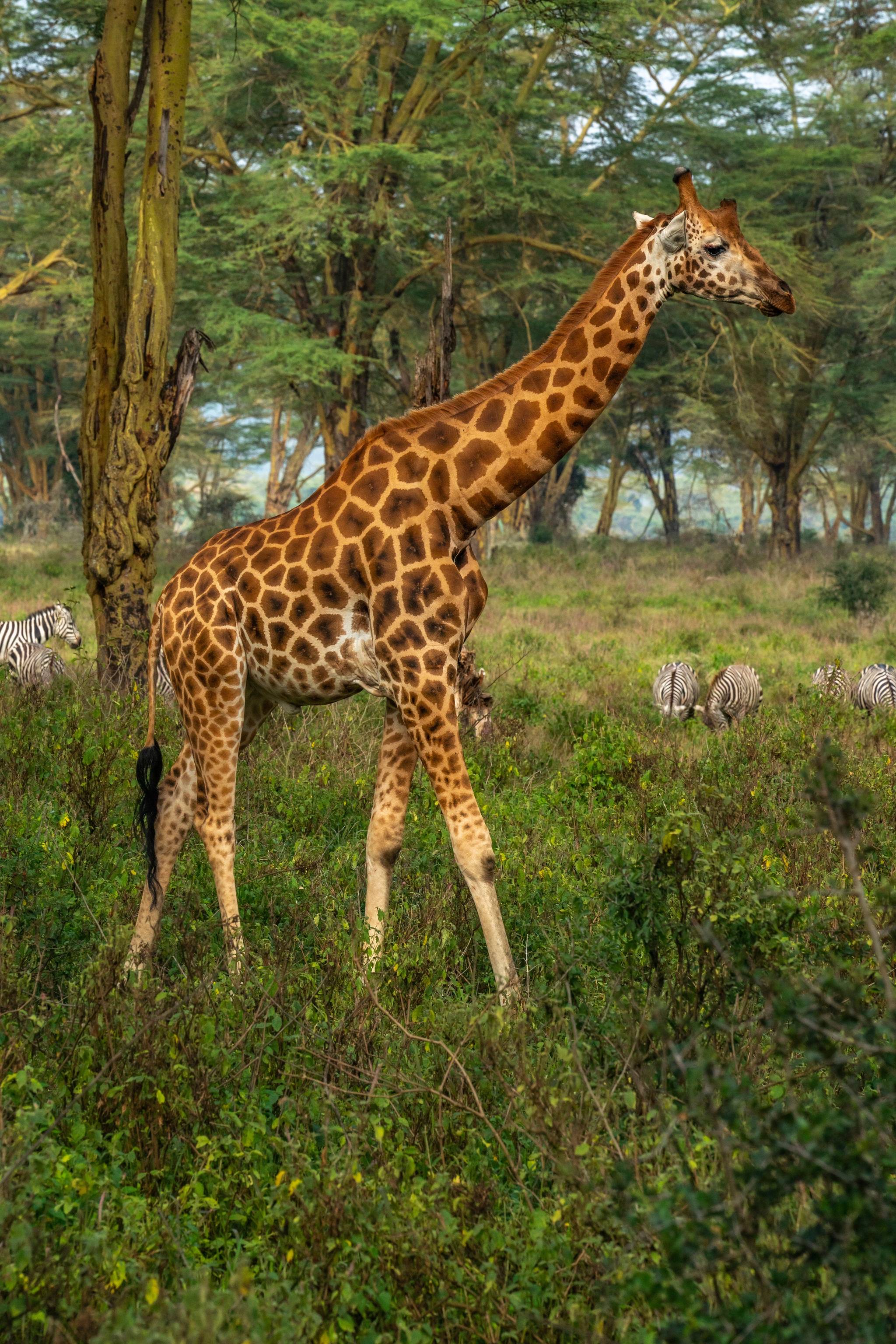giraffa al masai mara