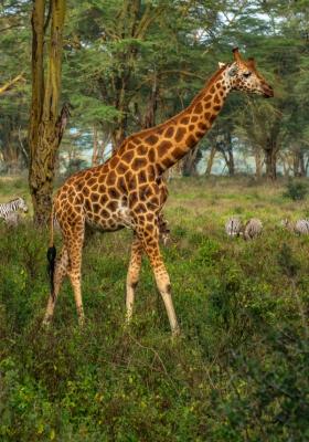 giraffa in mezzo alla natura