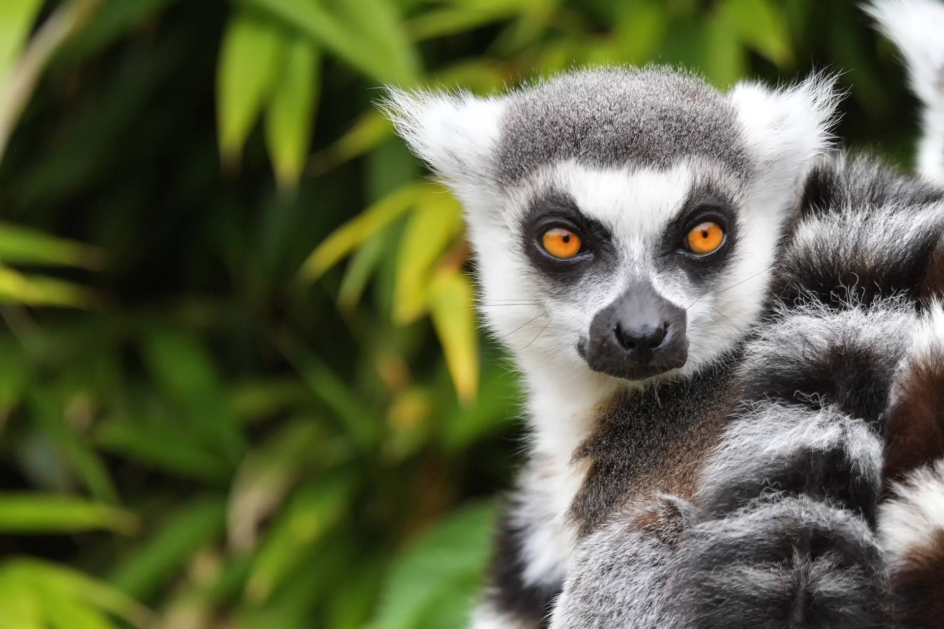 madagascar