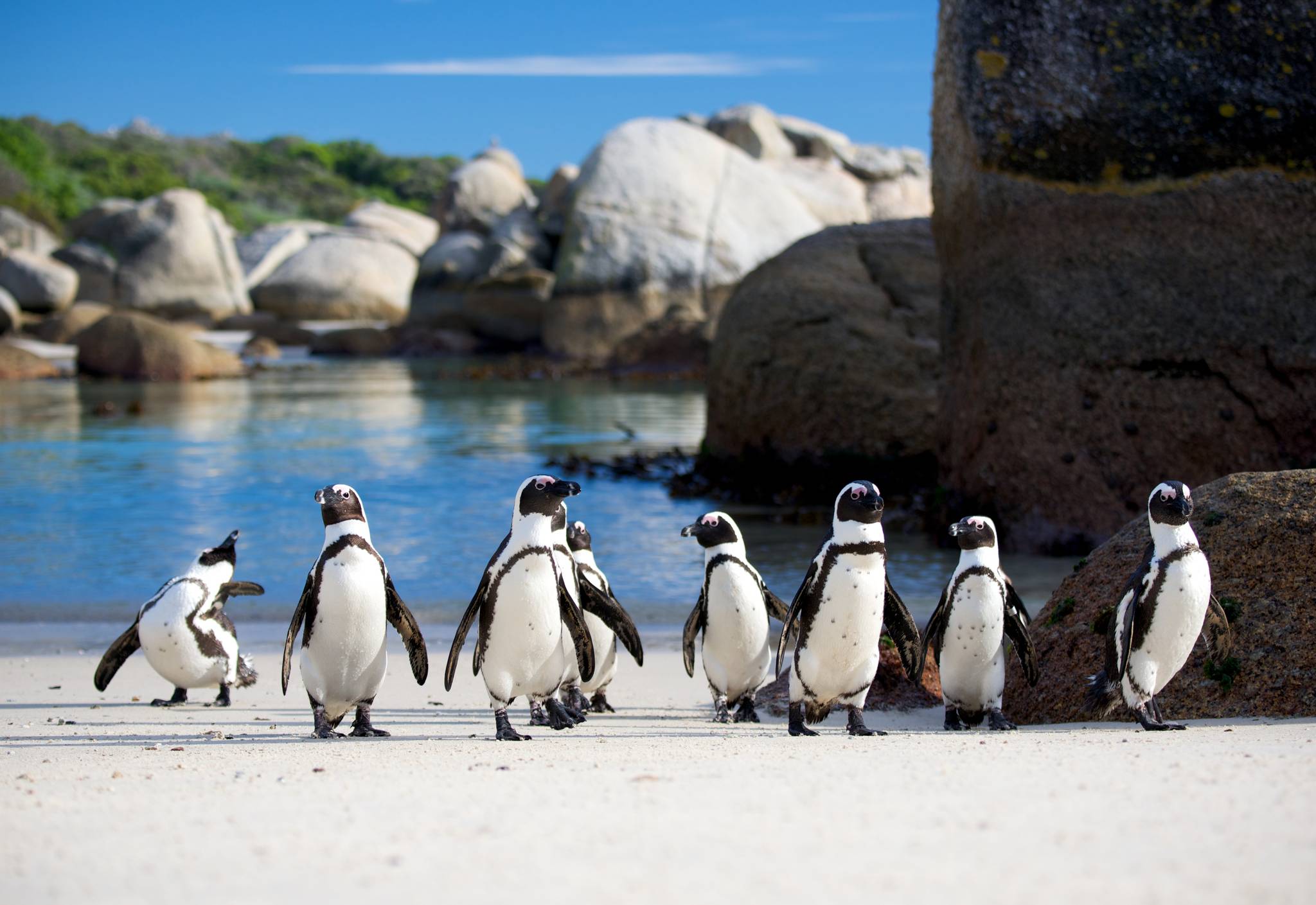 pinguini di boulders beach