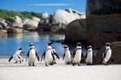 pinguini di boulders beach