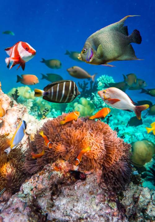 pesci nella barriera corallina alle maldive