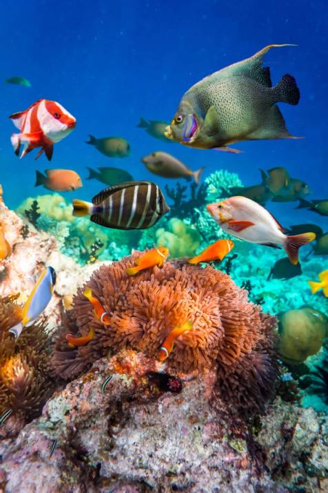 pesci nella barriera corallina alle maldive