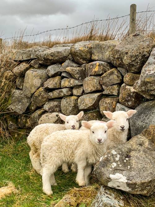pecore irlanda