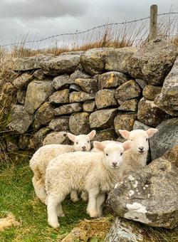 pecore irlanda