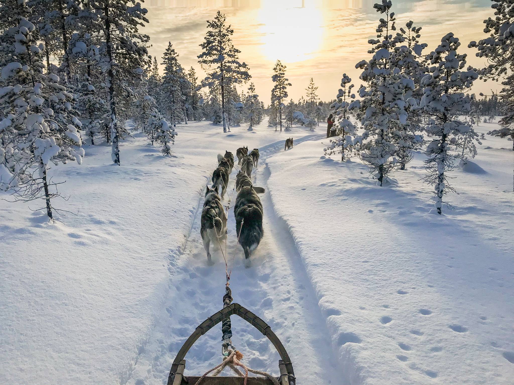 escursione in slitta cani husky neve tramonto