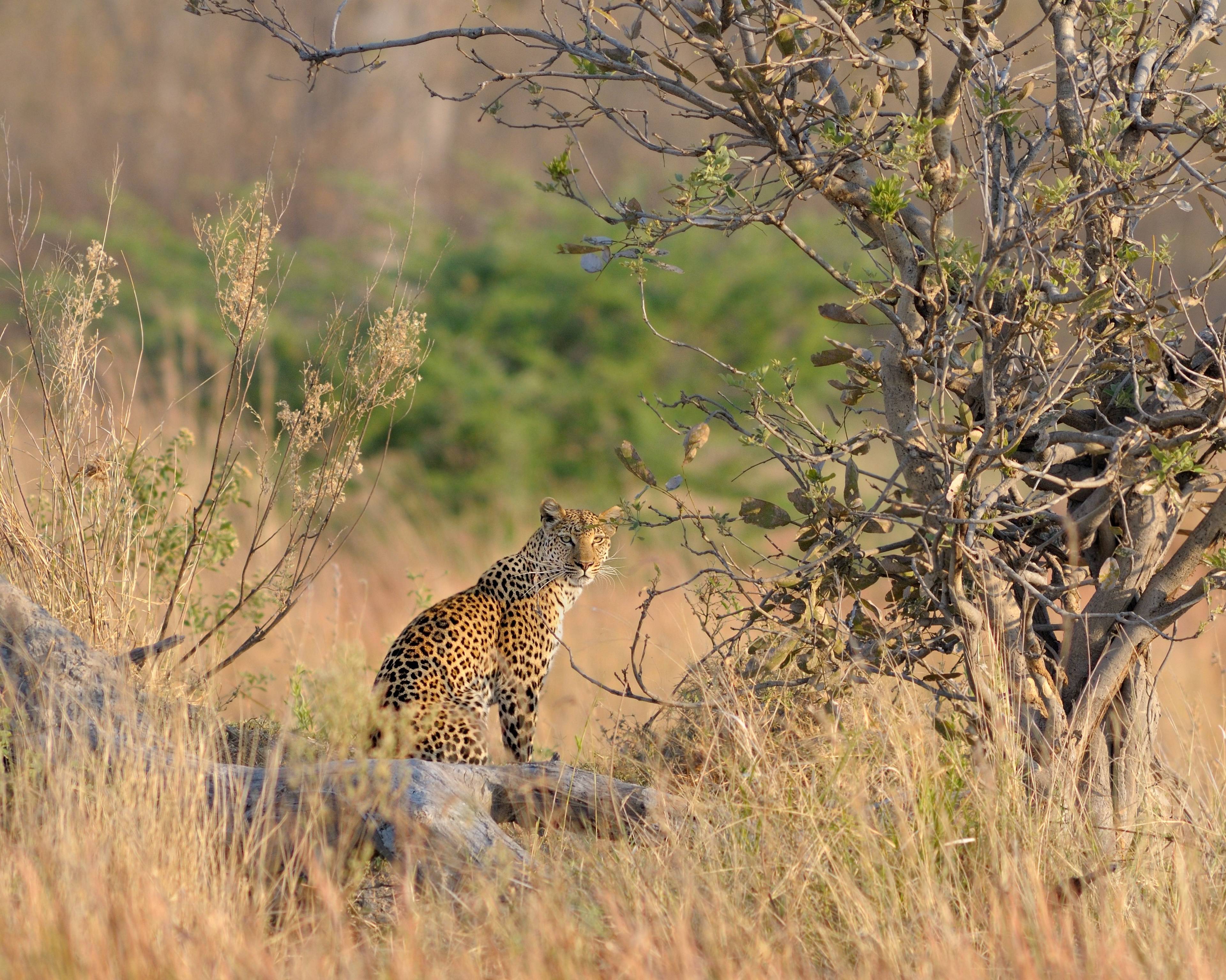 ghepardo in lontananza