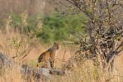 ghepardo in lontananza