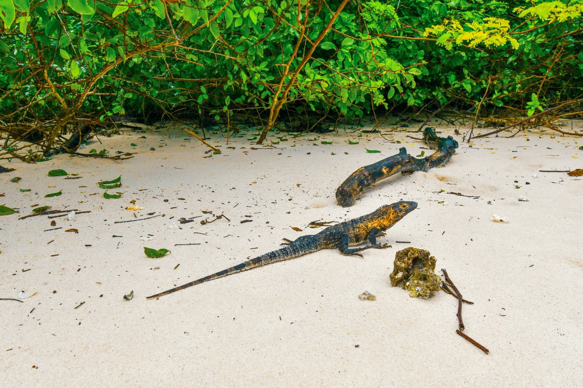 iguana isola