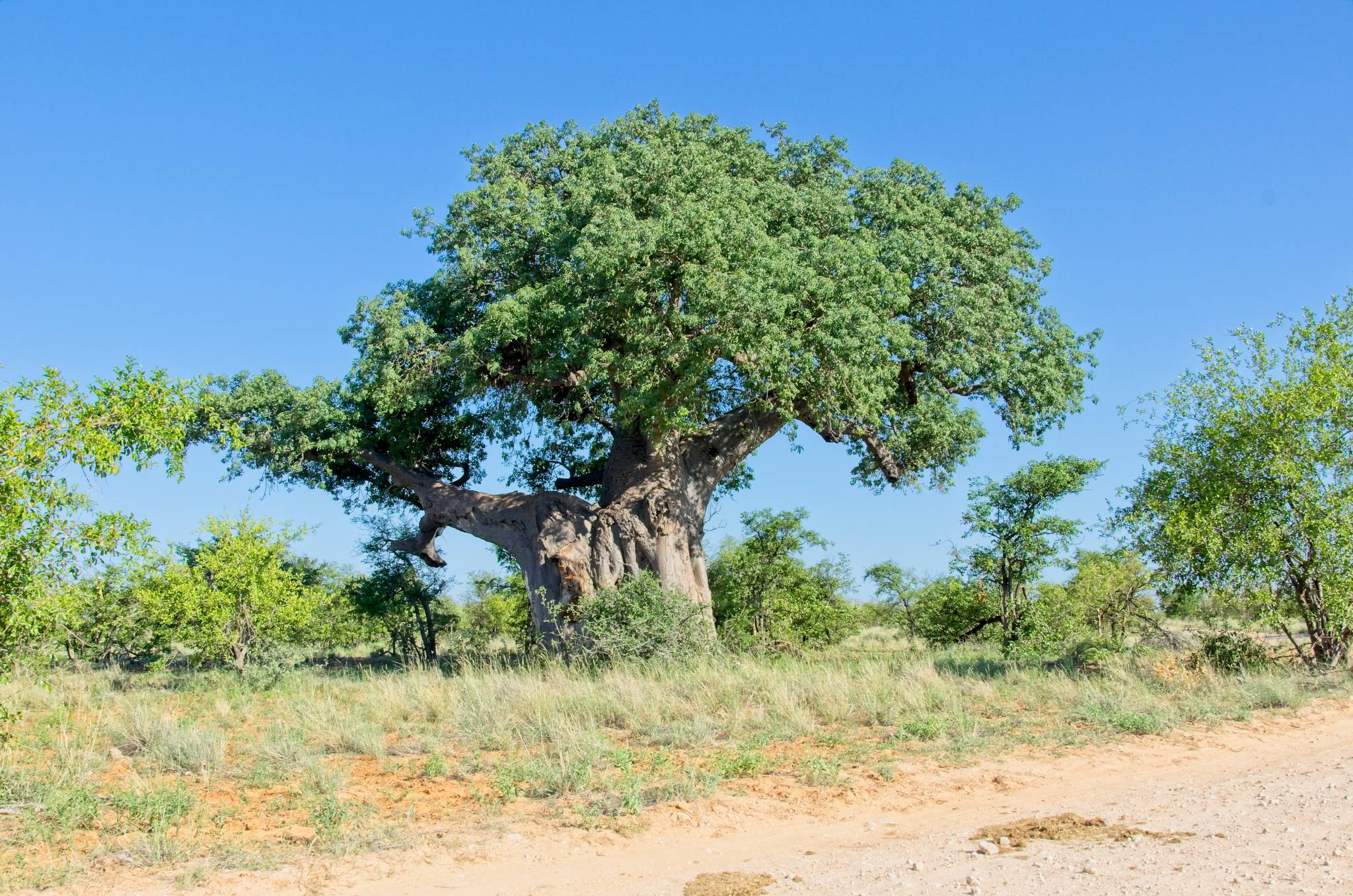 mapungubwe
