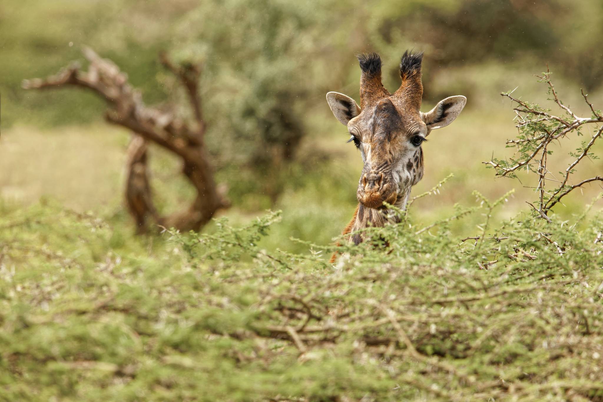 giraffa tra le piante