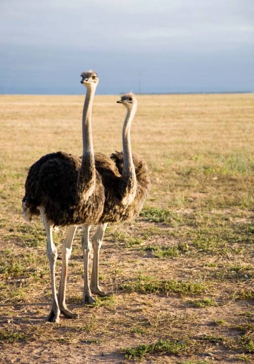 ostriches