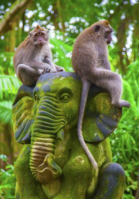 foresta delle scimmie ubud indonesia
