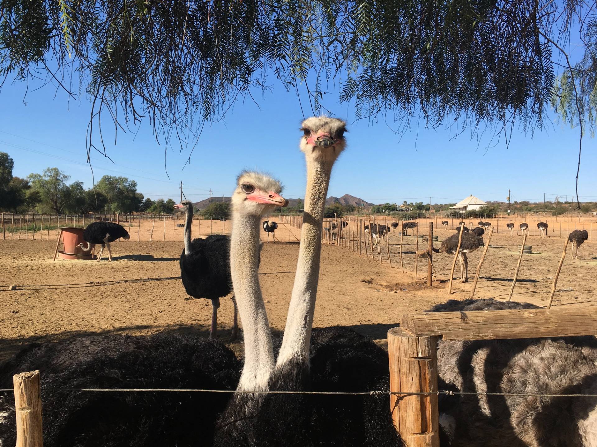 ostriches