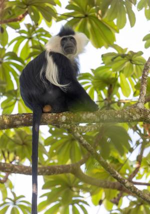 scimmia nella foresta di nyungwe