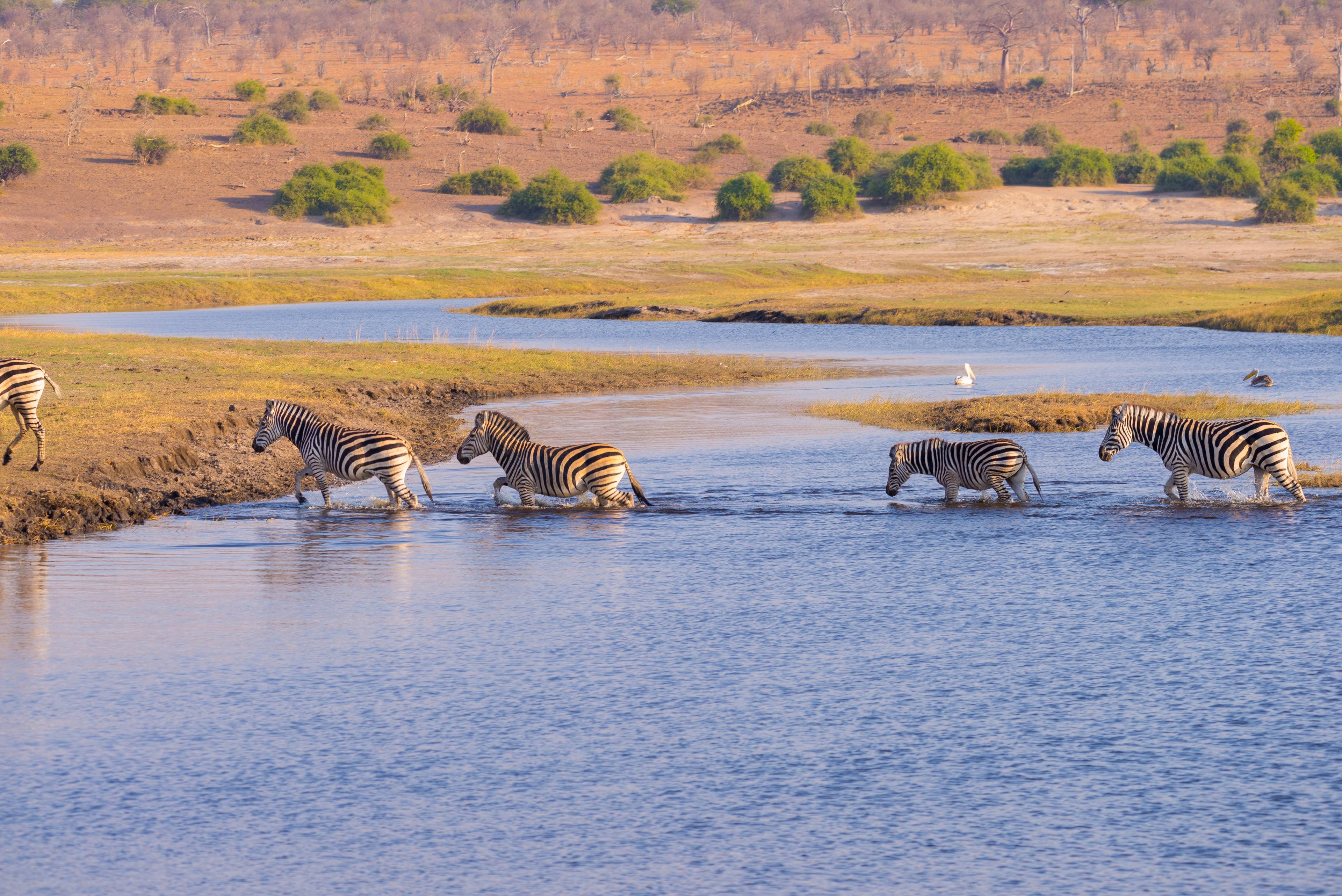 branco di zebre attraversa il fiume