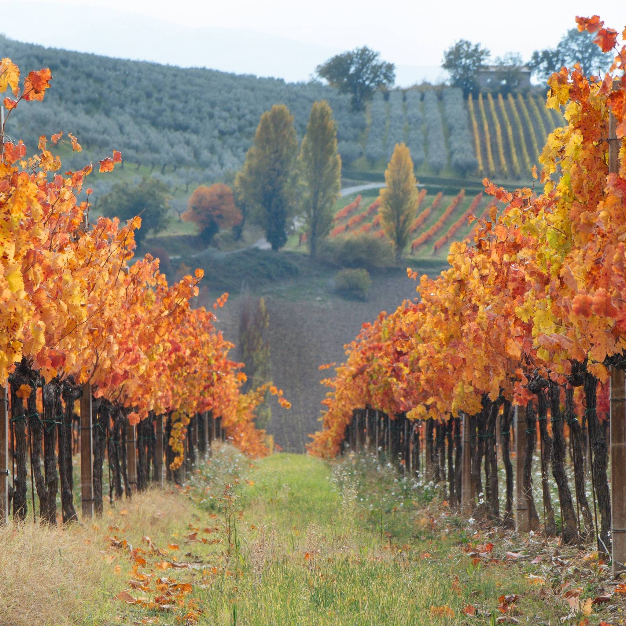 alberi in autunno
