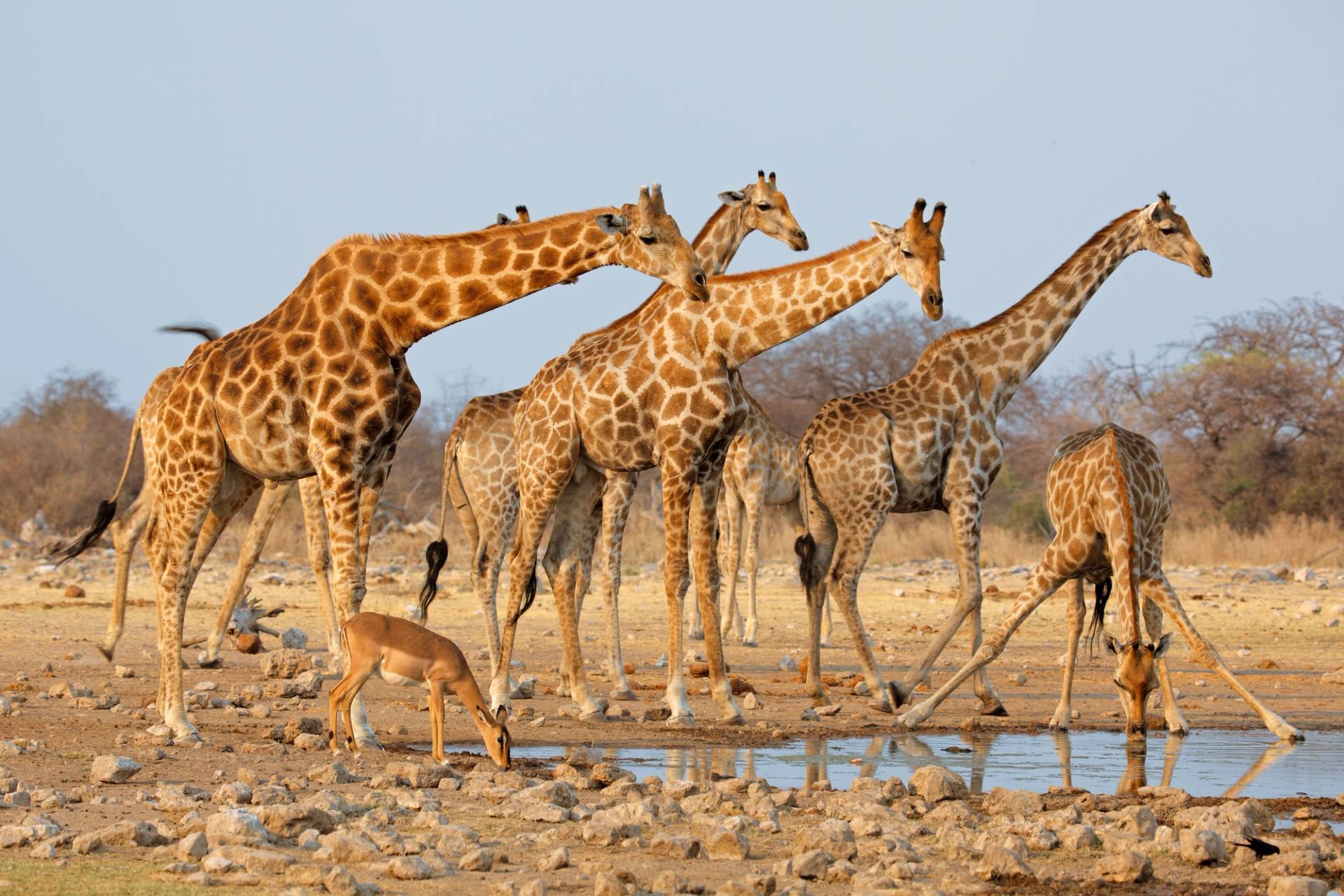 branco di giraffe