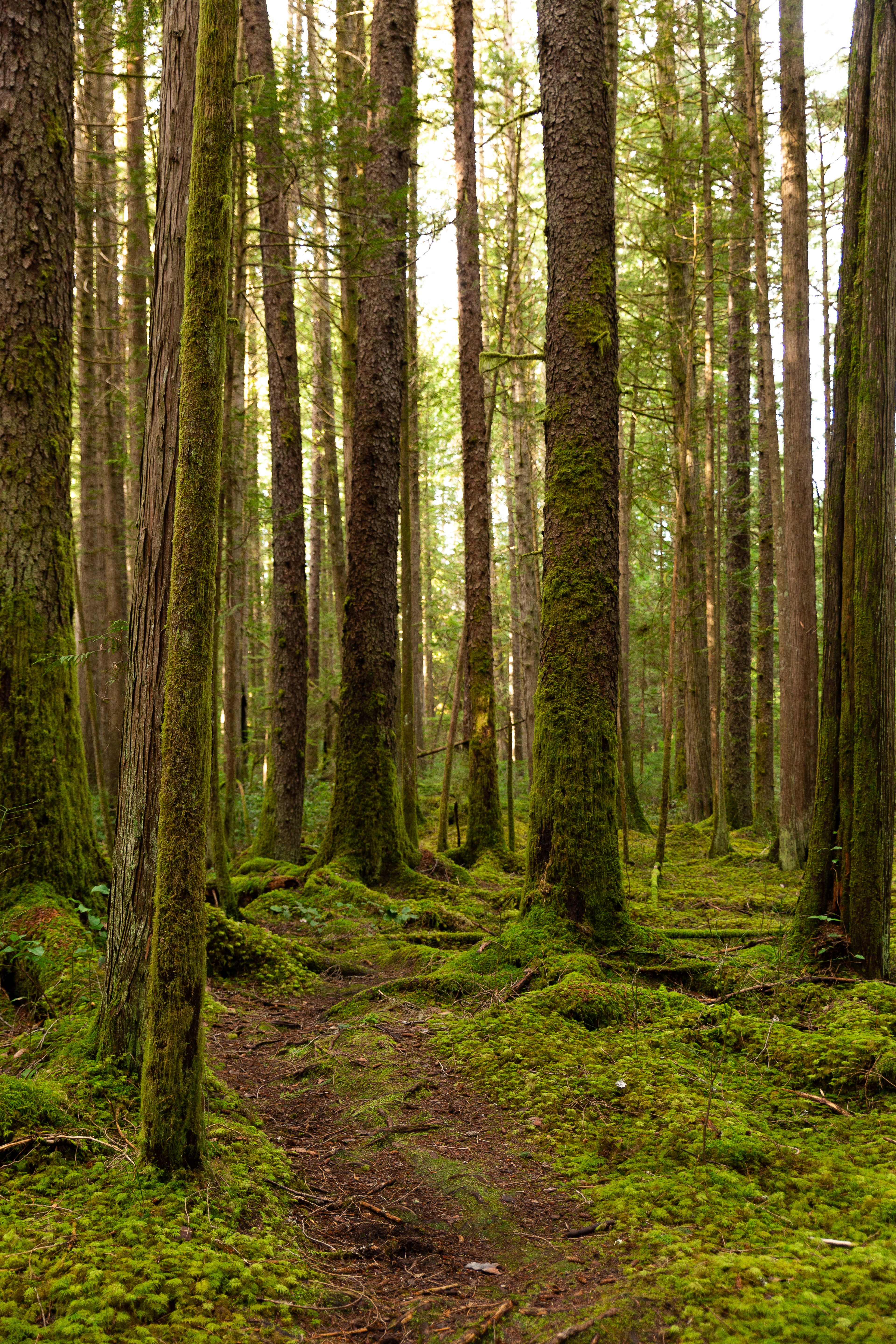 mossy forest trees