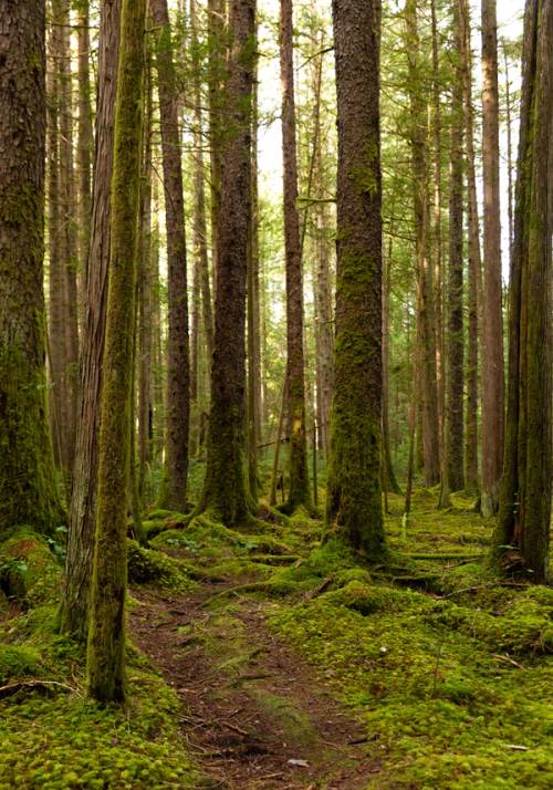 alberi della foresta mossy