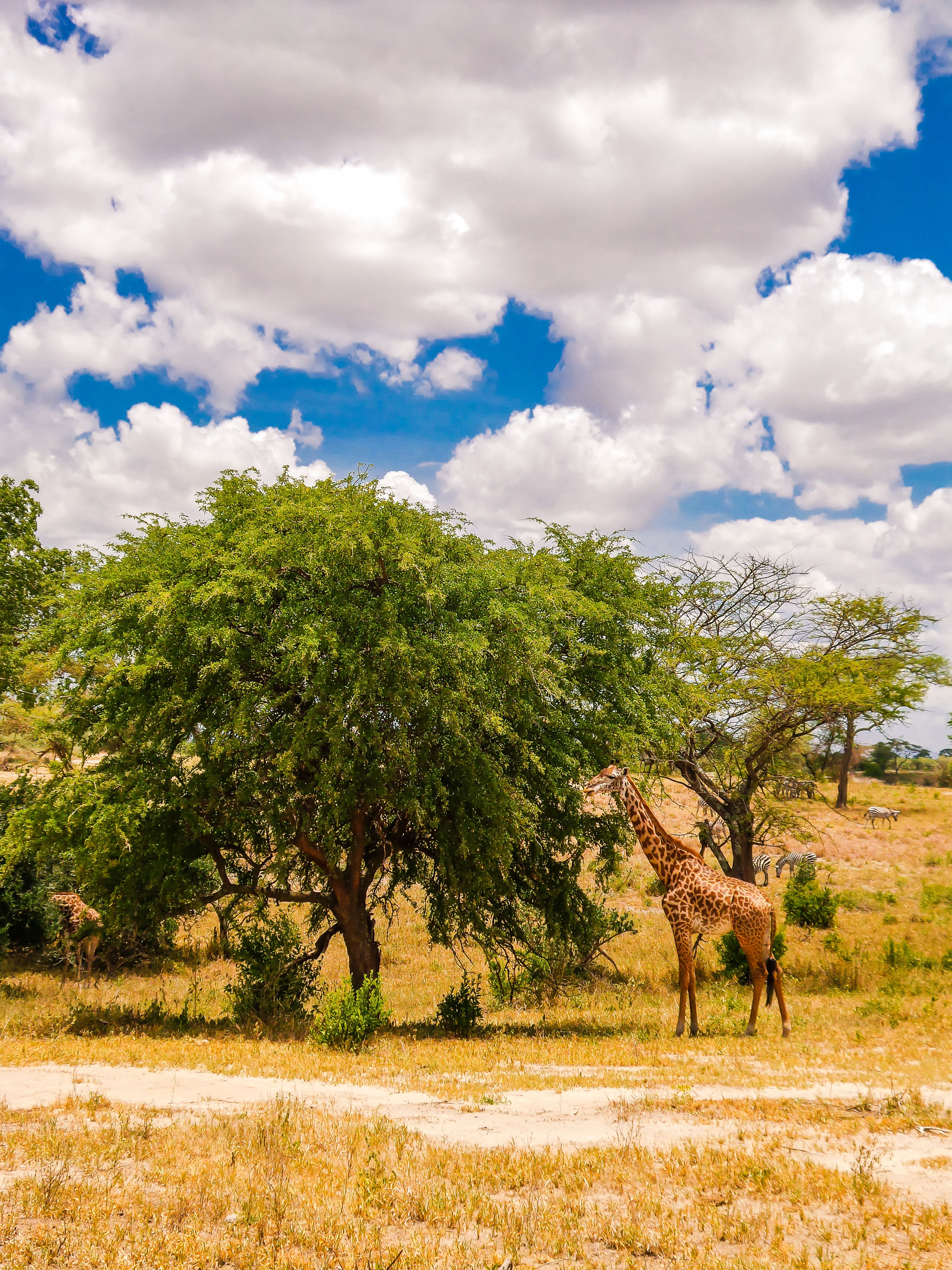 giraffa che mangia da un albero