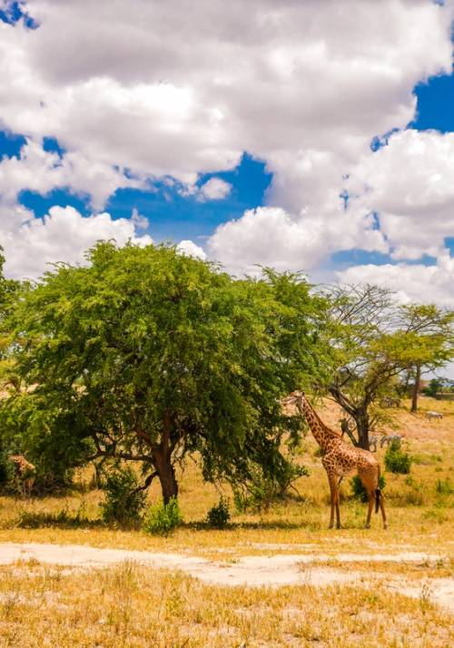 giraffa che mangia da un albero
