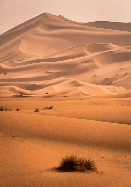 sahara