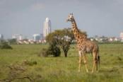 giraffa con dietro skyline
