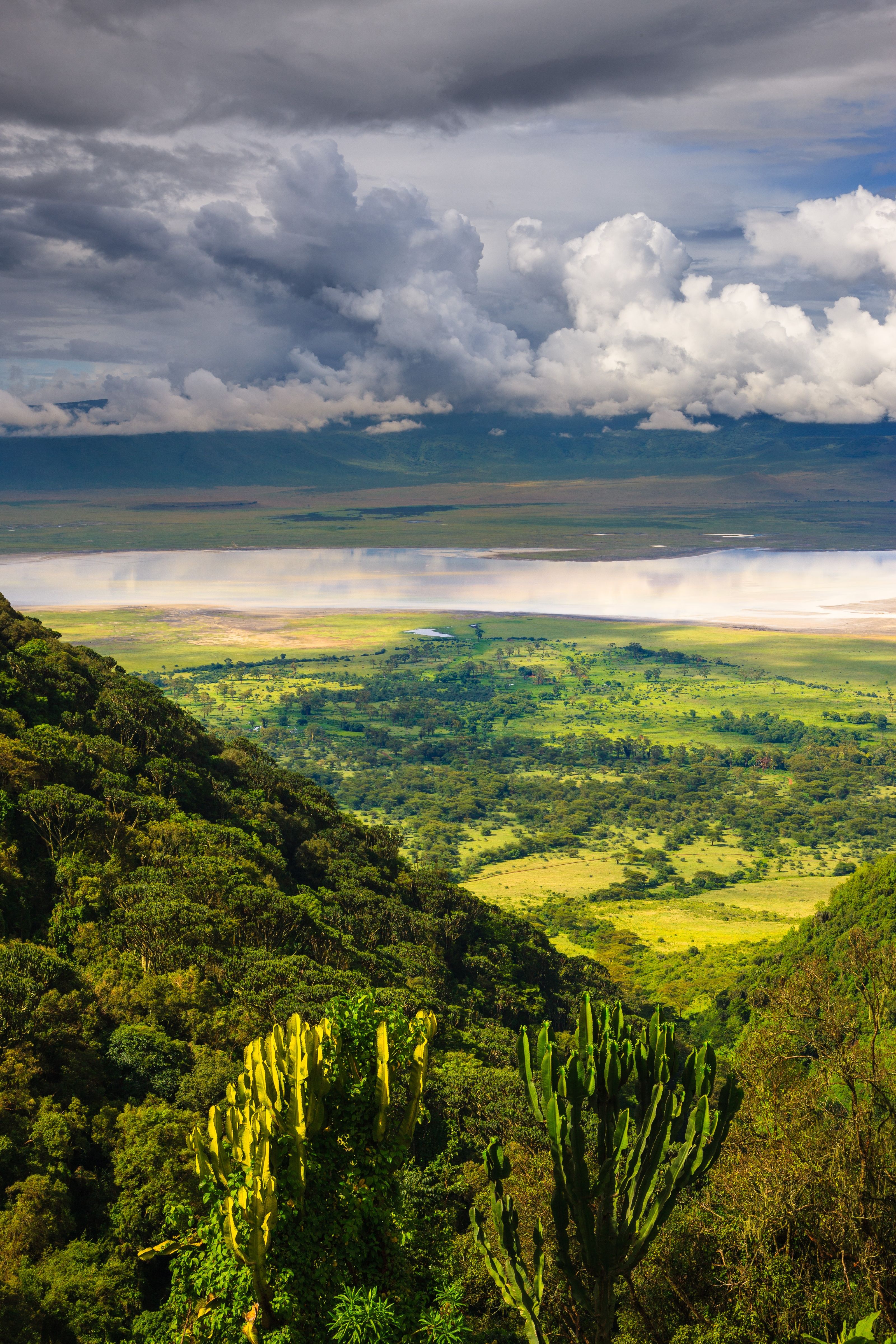 foresta del ngorongoro