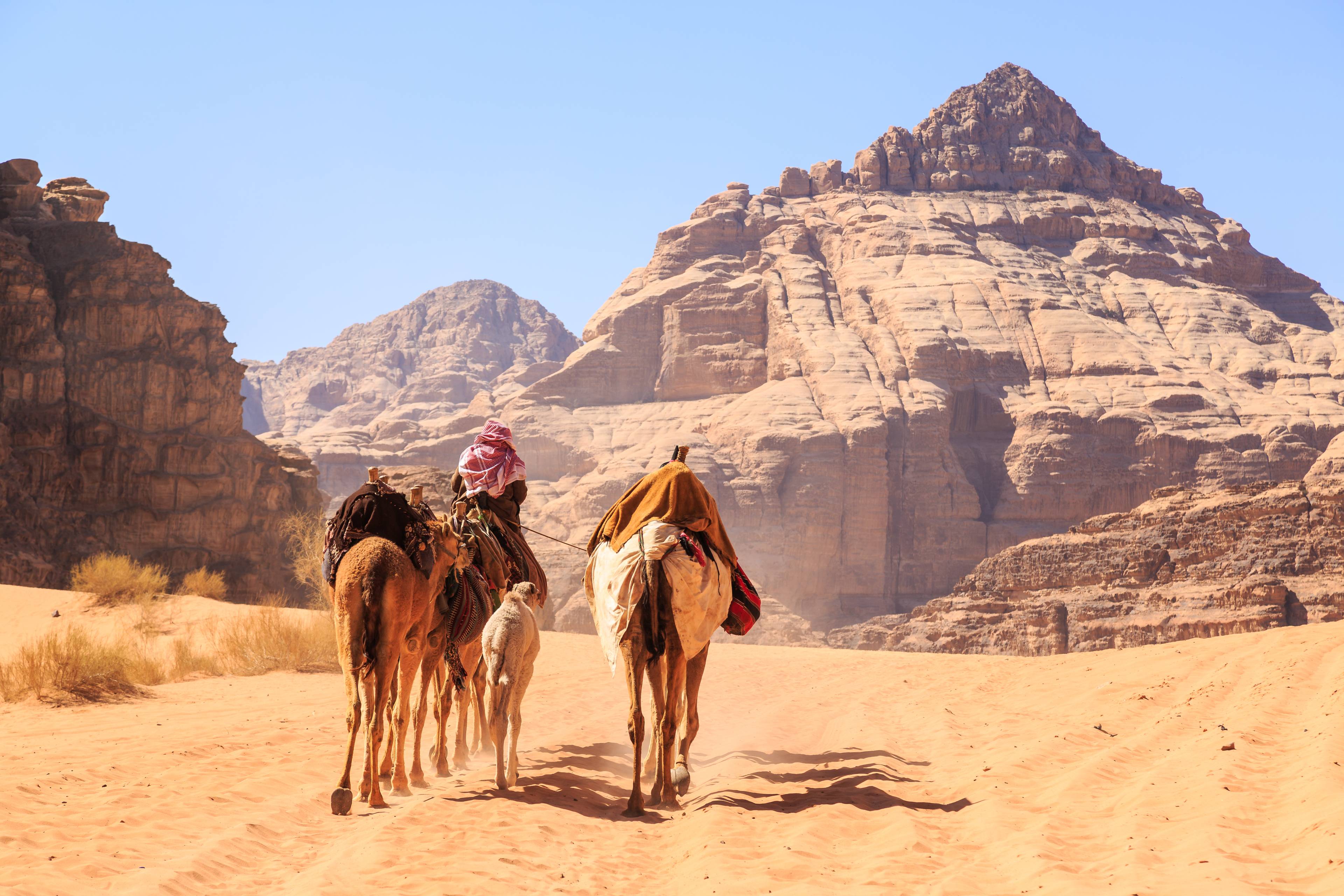 beduini a bordo di cammelli nel deserto del wadi rum in giordania