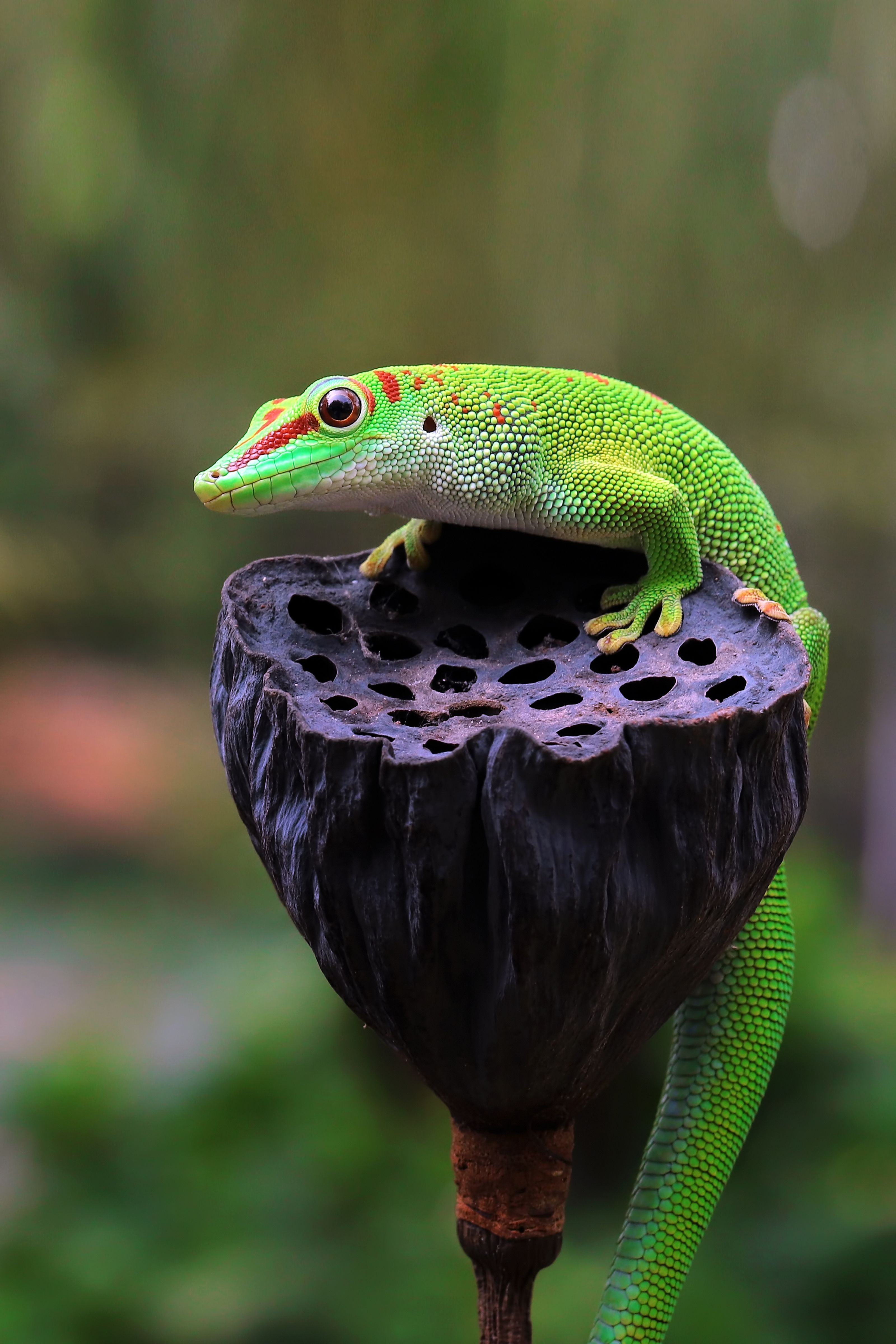 camaleonte in madagascar