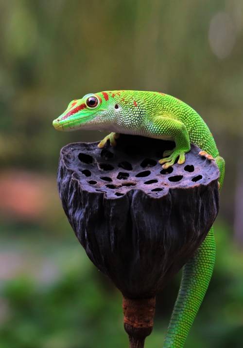 camaleonte in madagascar
