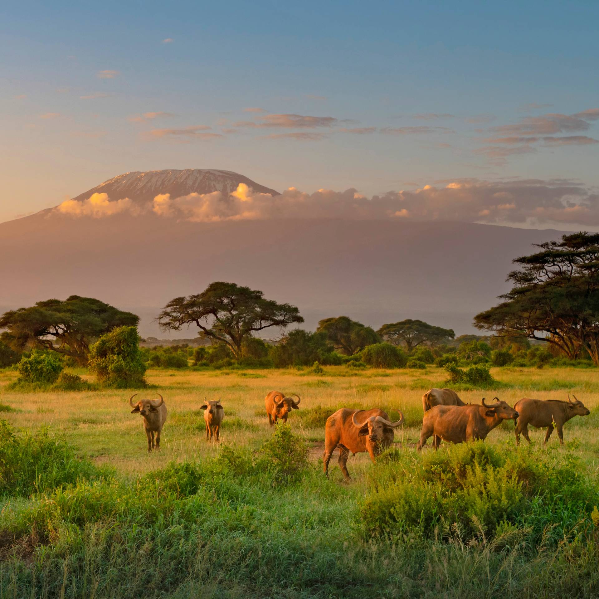 Safari nei grandi parchi di Kenya e Tanzania in 13 Giorni