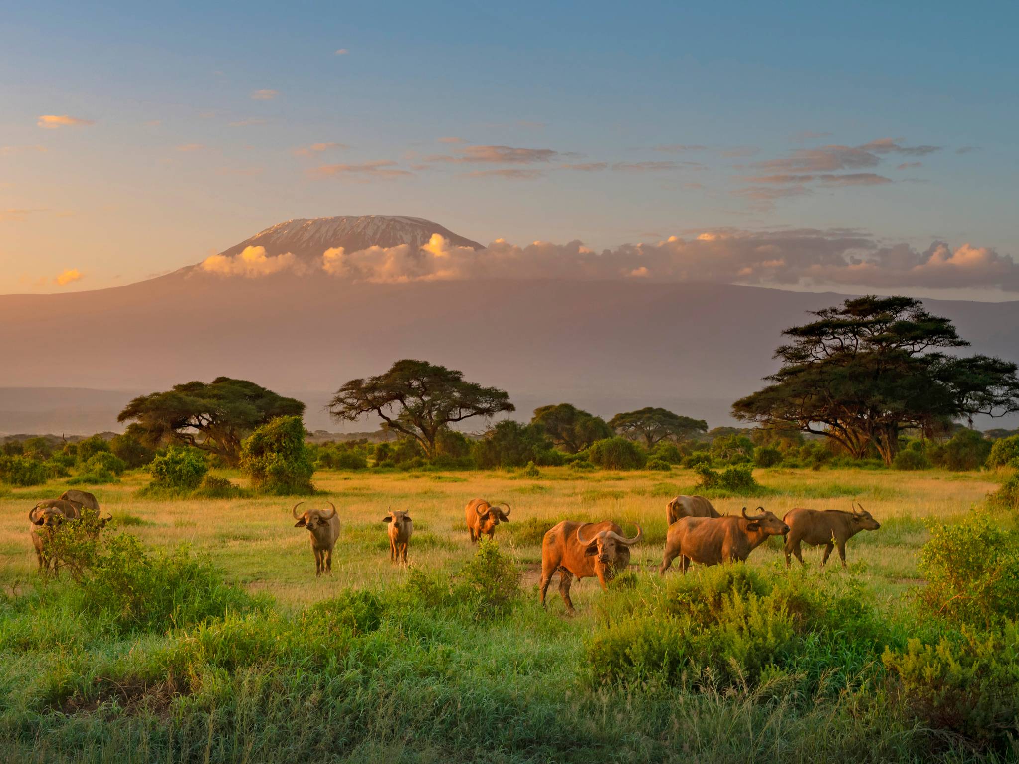 Safari in Kenya cover