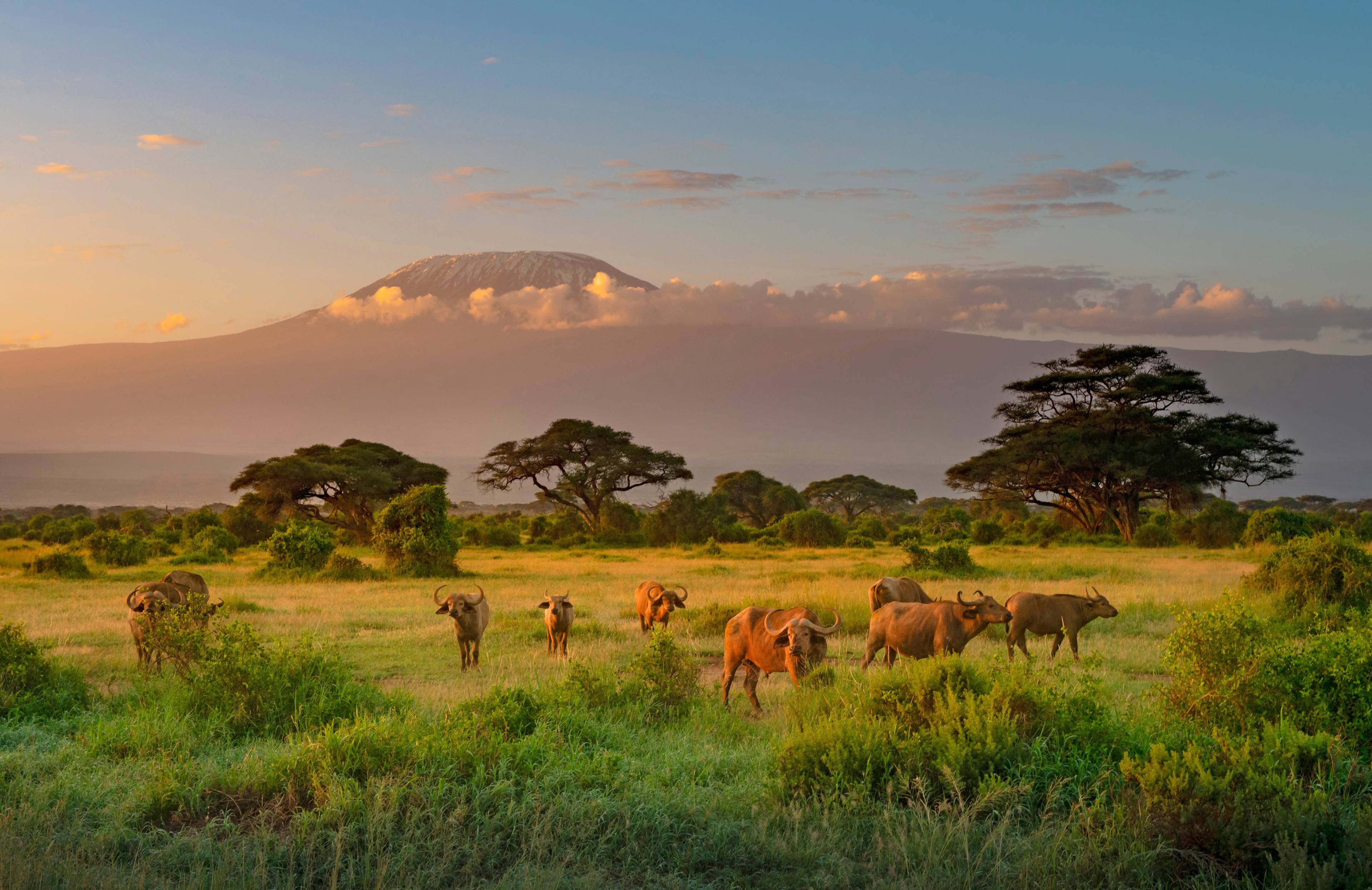 Safari in Kenya cover
