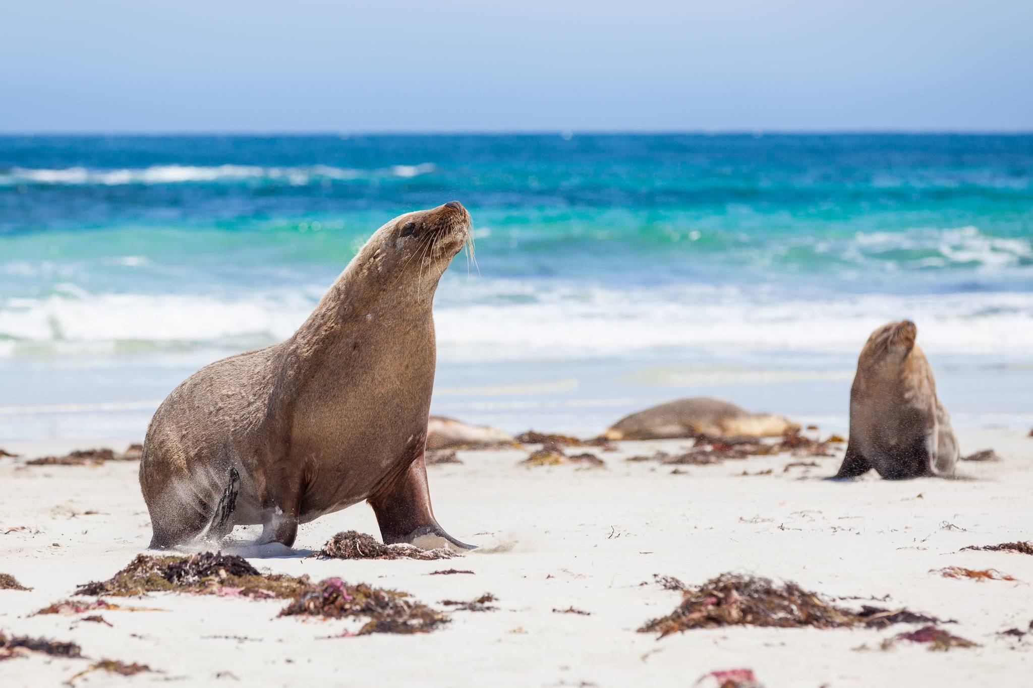 leoni marini di kangaroo island australia