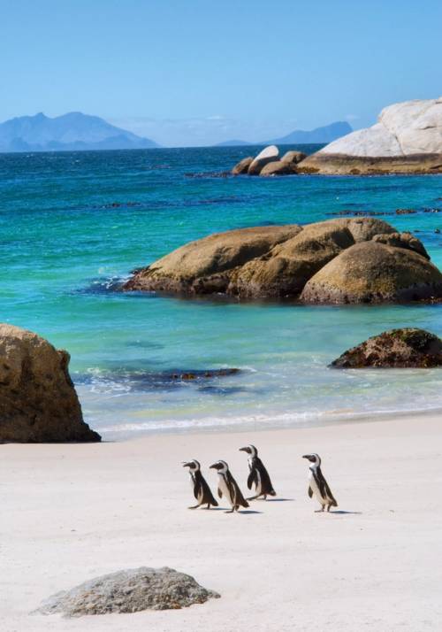 pinguini a capetown