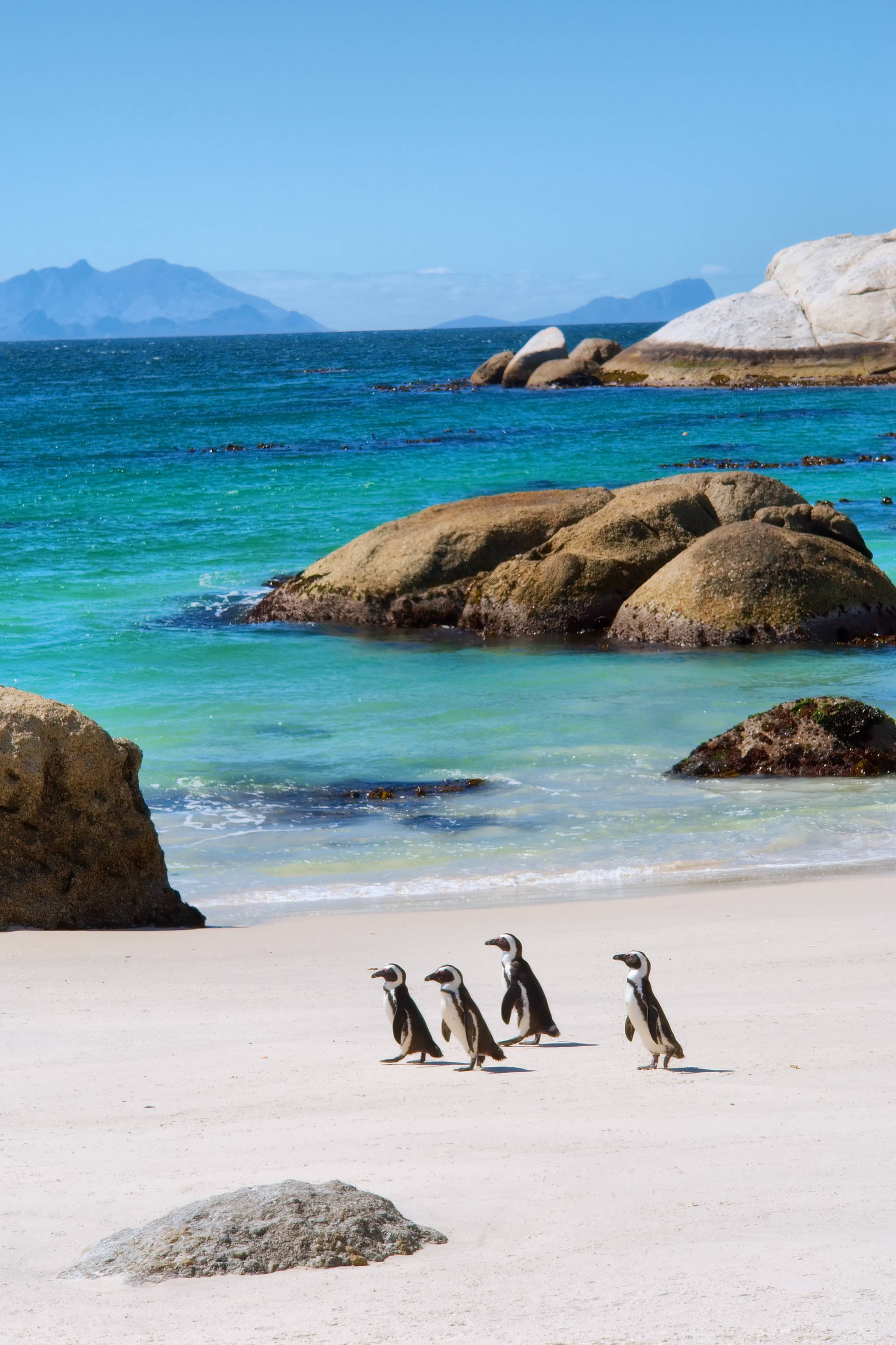 pinguini penisola del capo