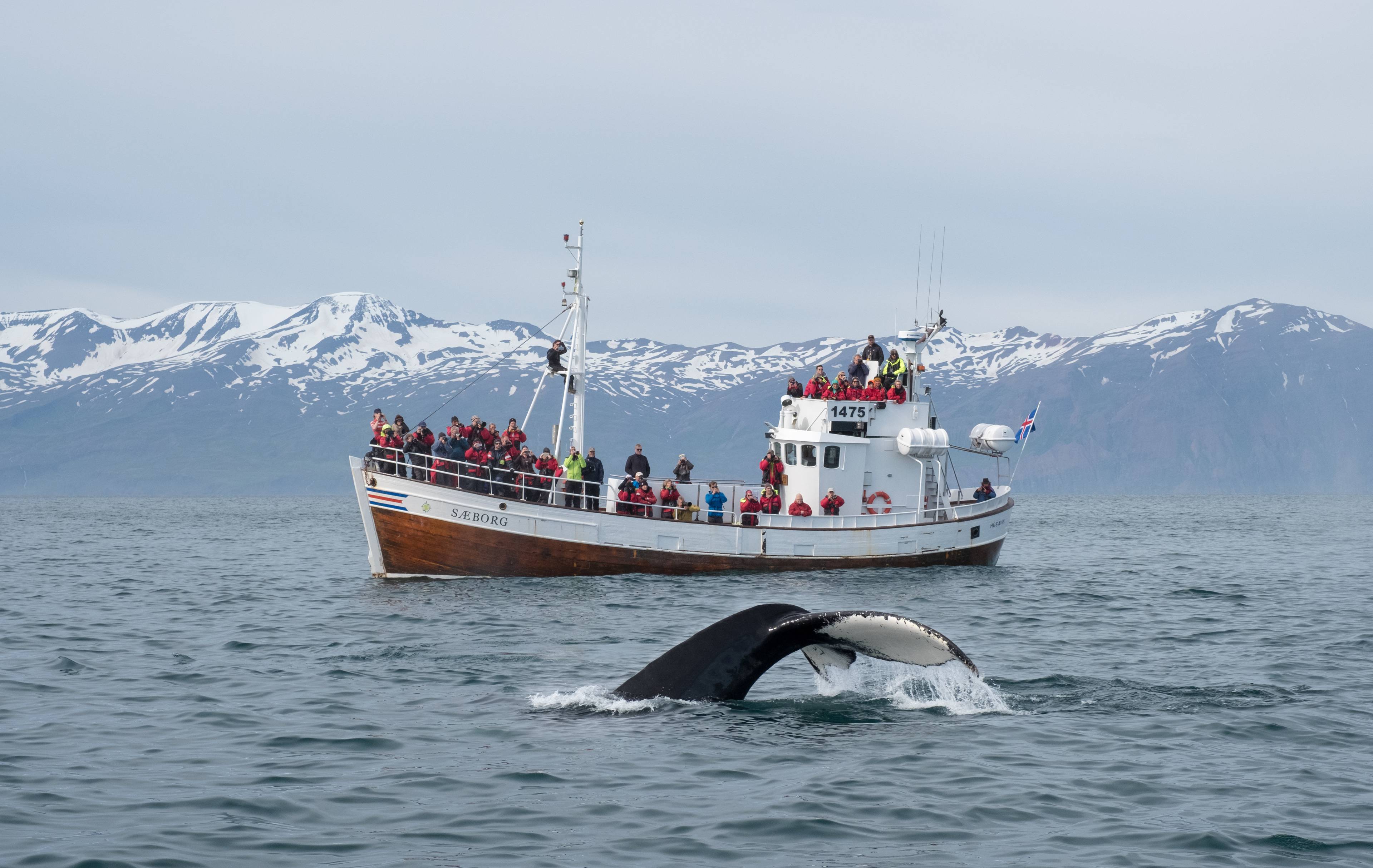 escursione in barca balene islanda