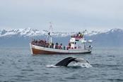 barca balene husavik islanda