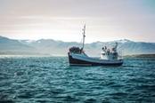 escursione avvistamento balene islanda