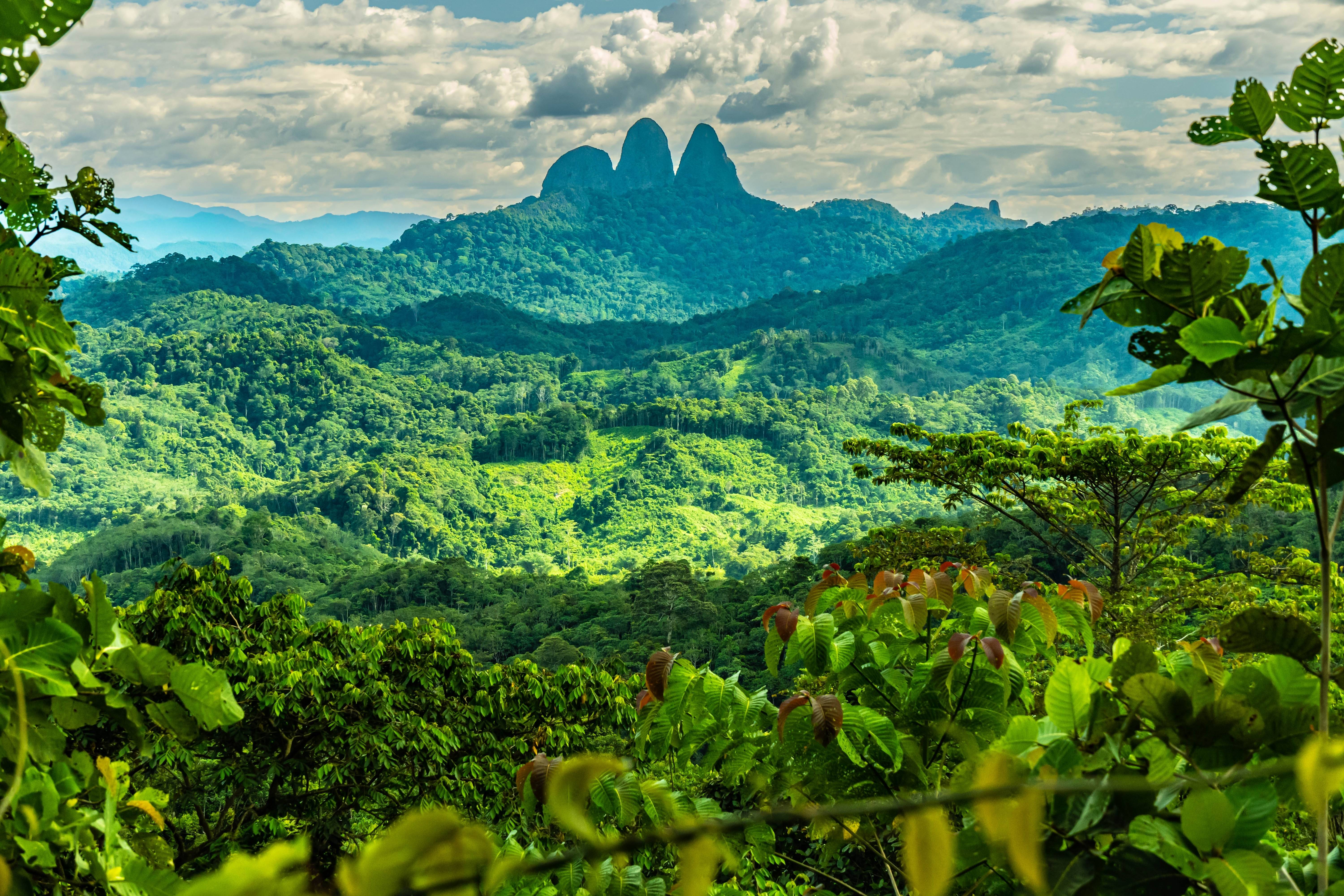 forsta del borneo