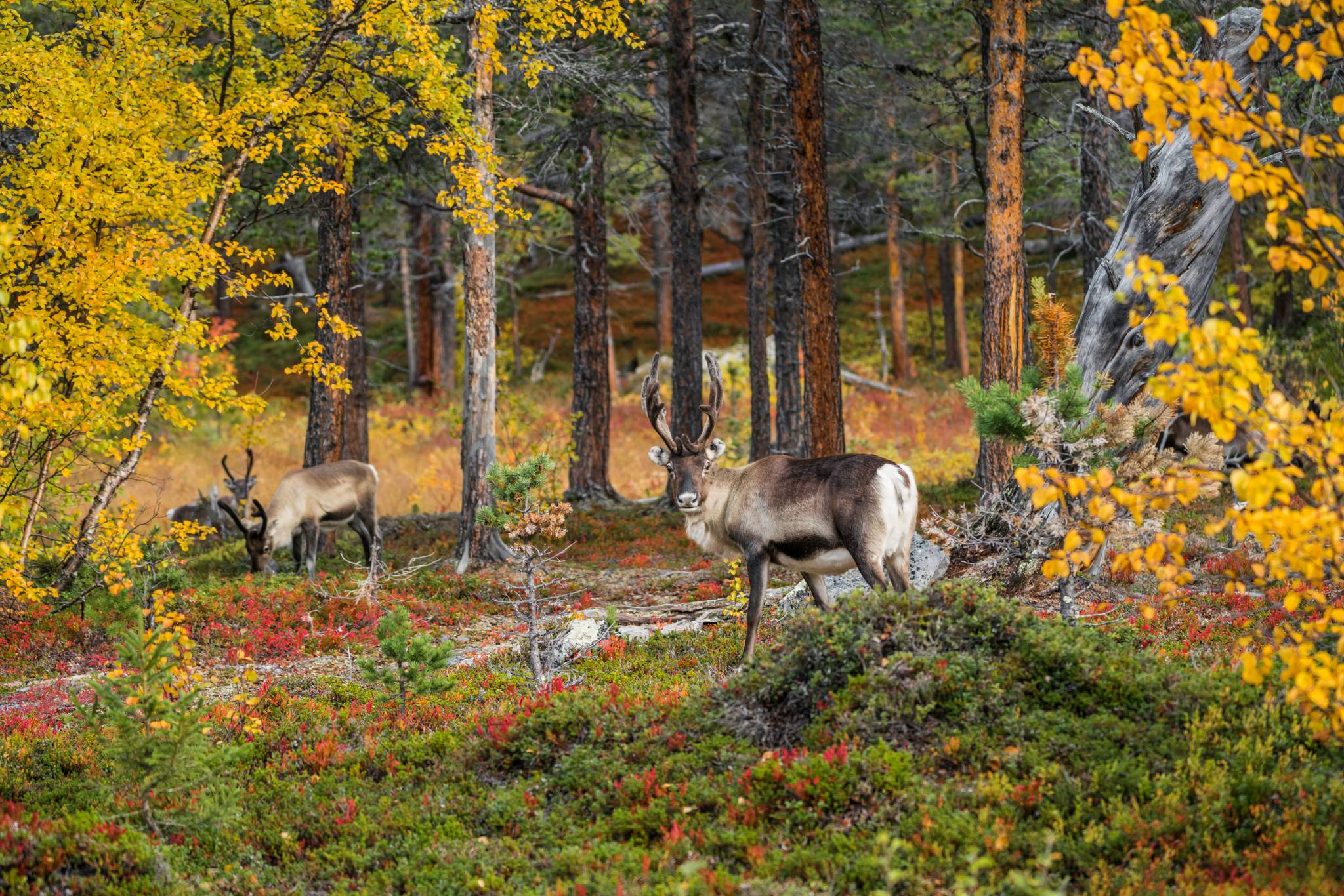 parco a harriniva