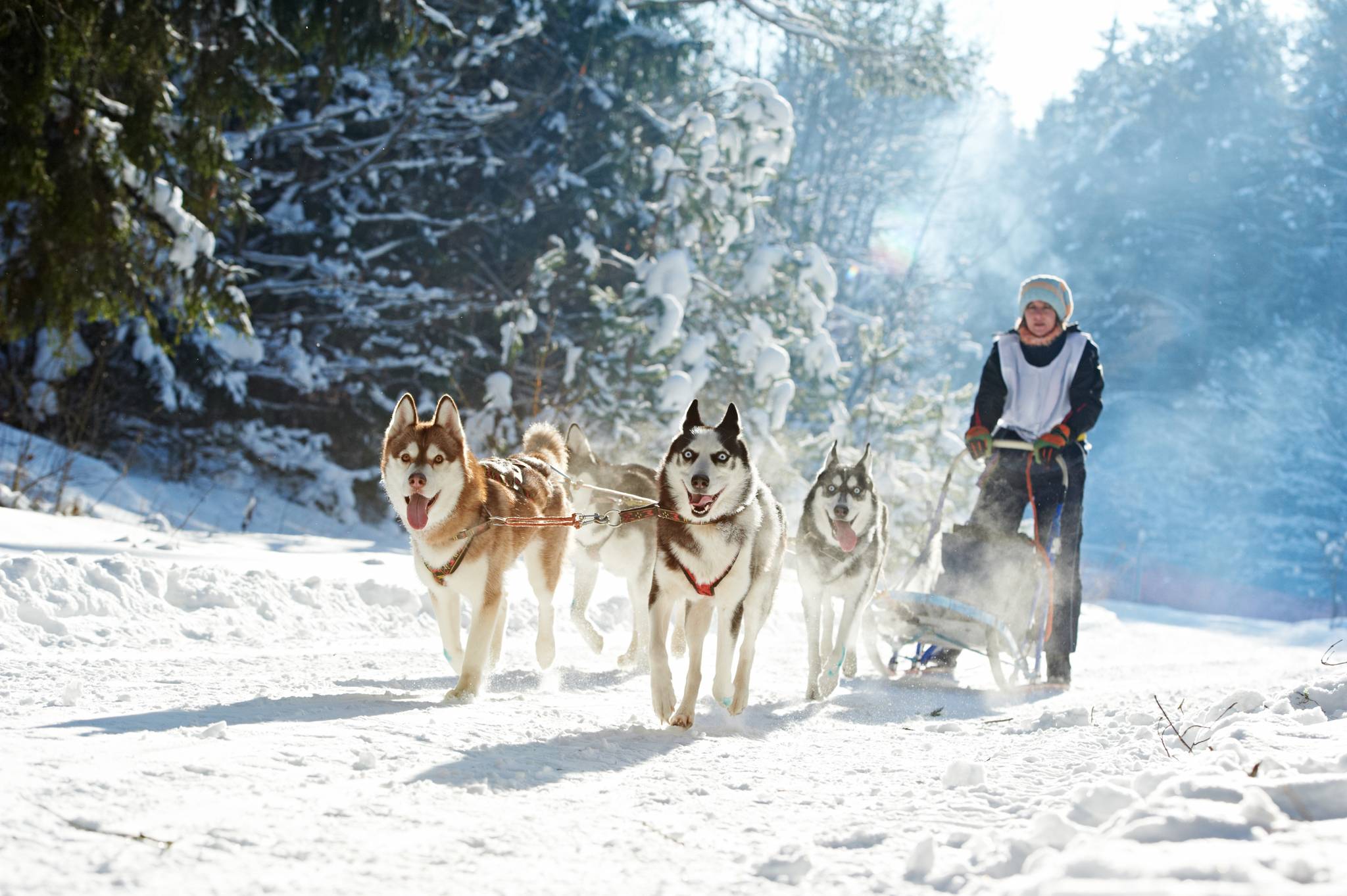 slitta con husky