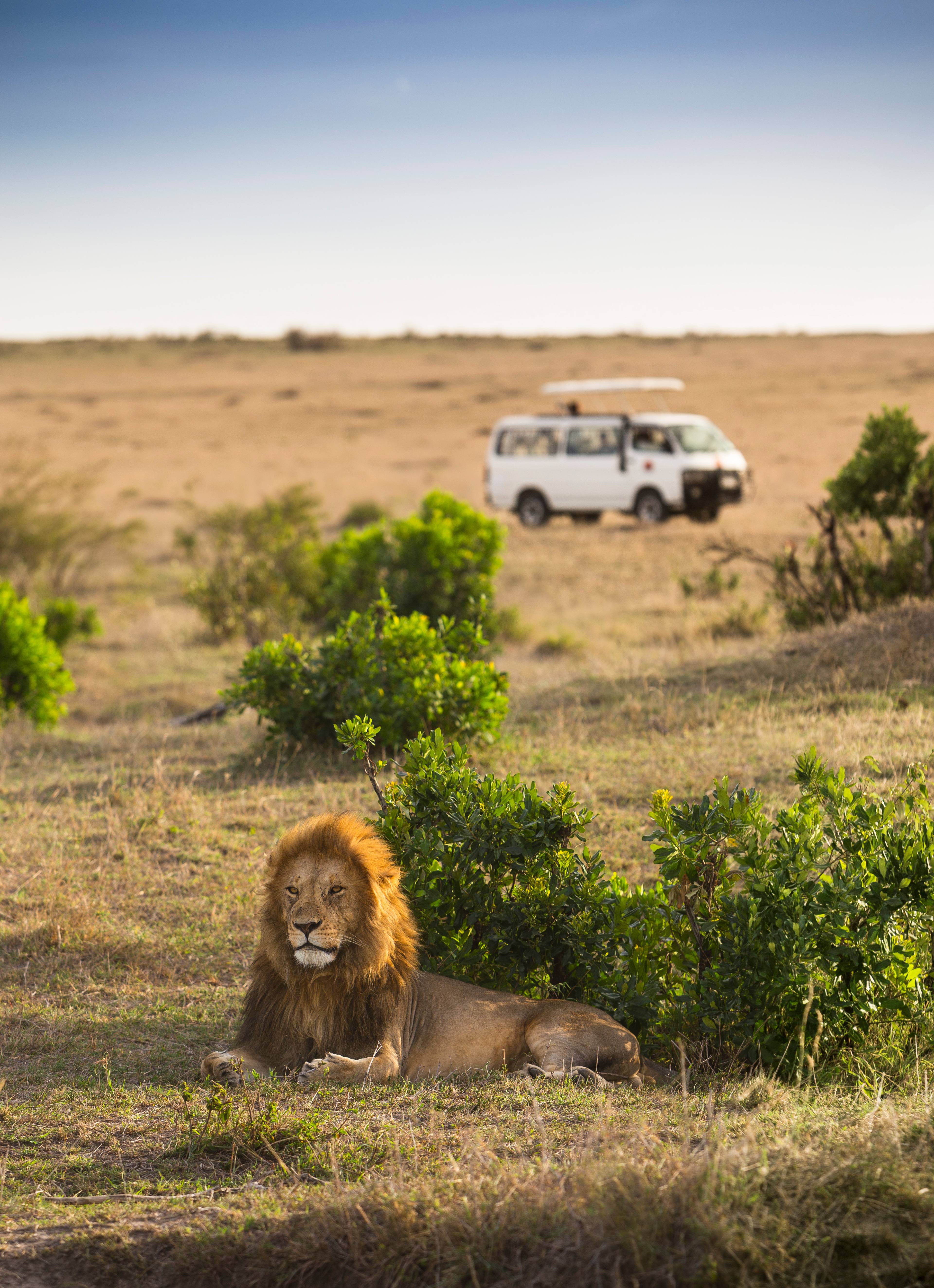 leone si riposa davanti a una jeep